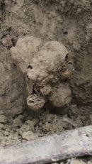 ALBA WHITE TRUFFLES